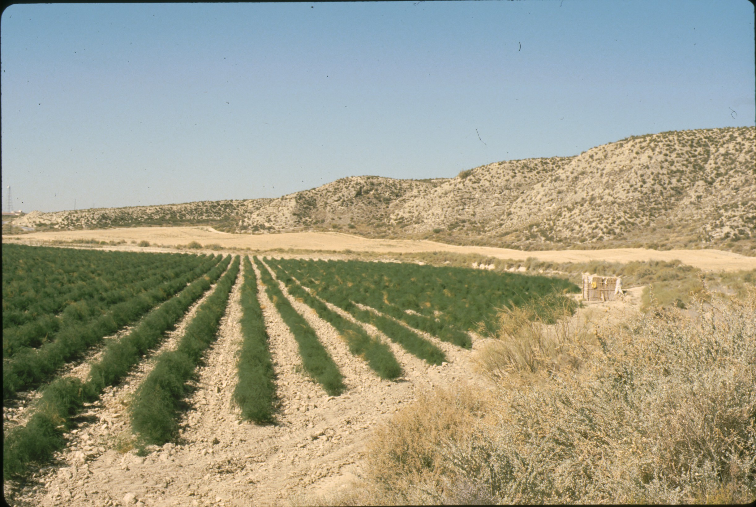 esparraguera_en_las_bardenas_2.jpg