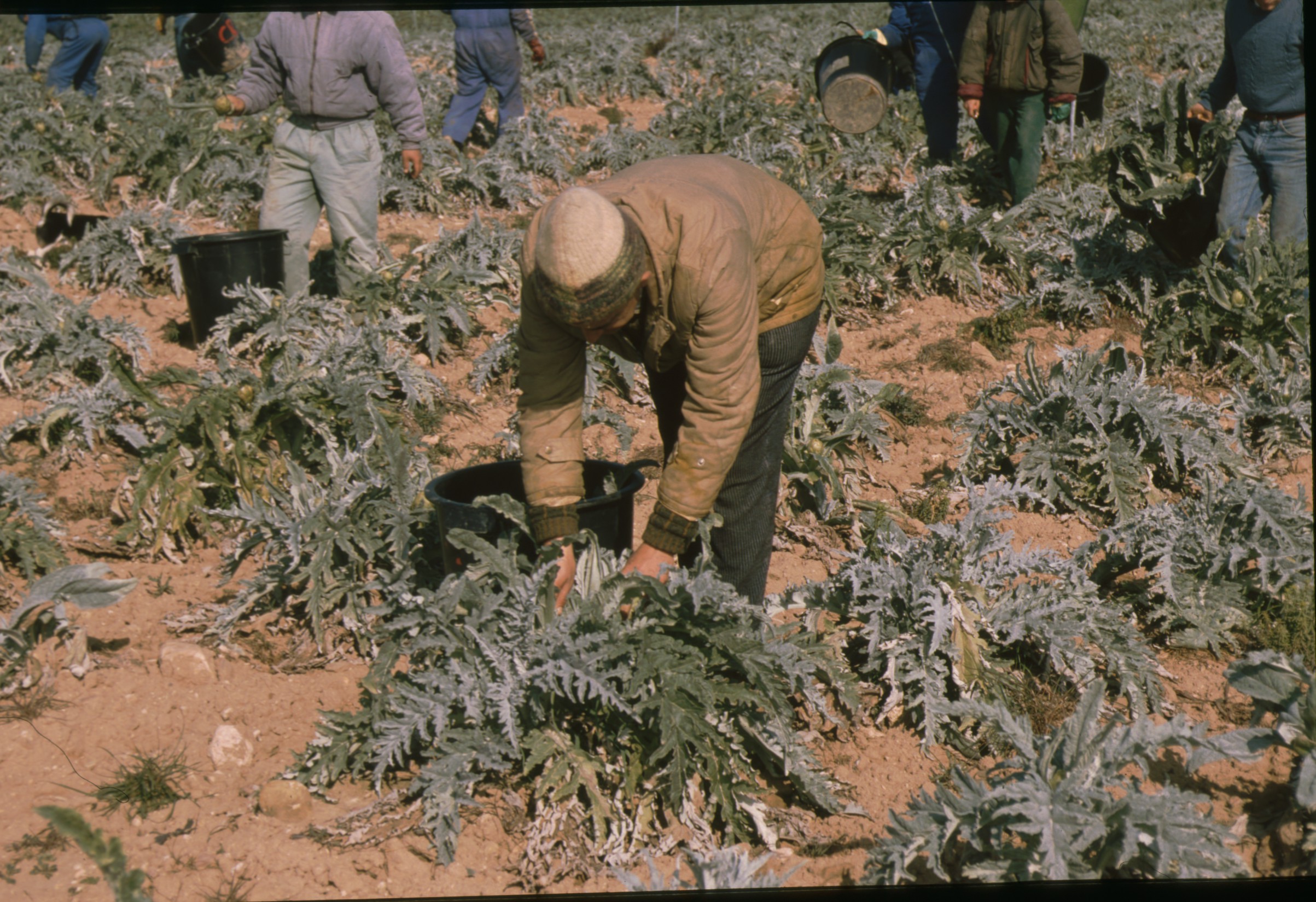 recogida_alcachofas_tudela_4.jpg