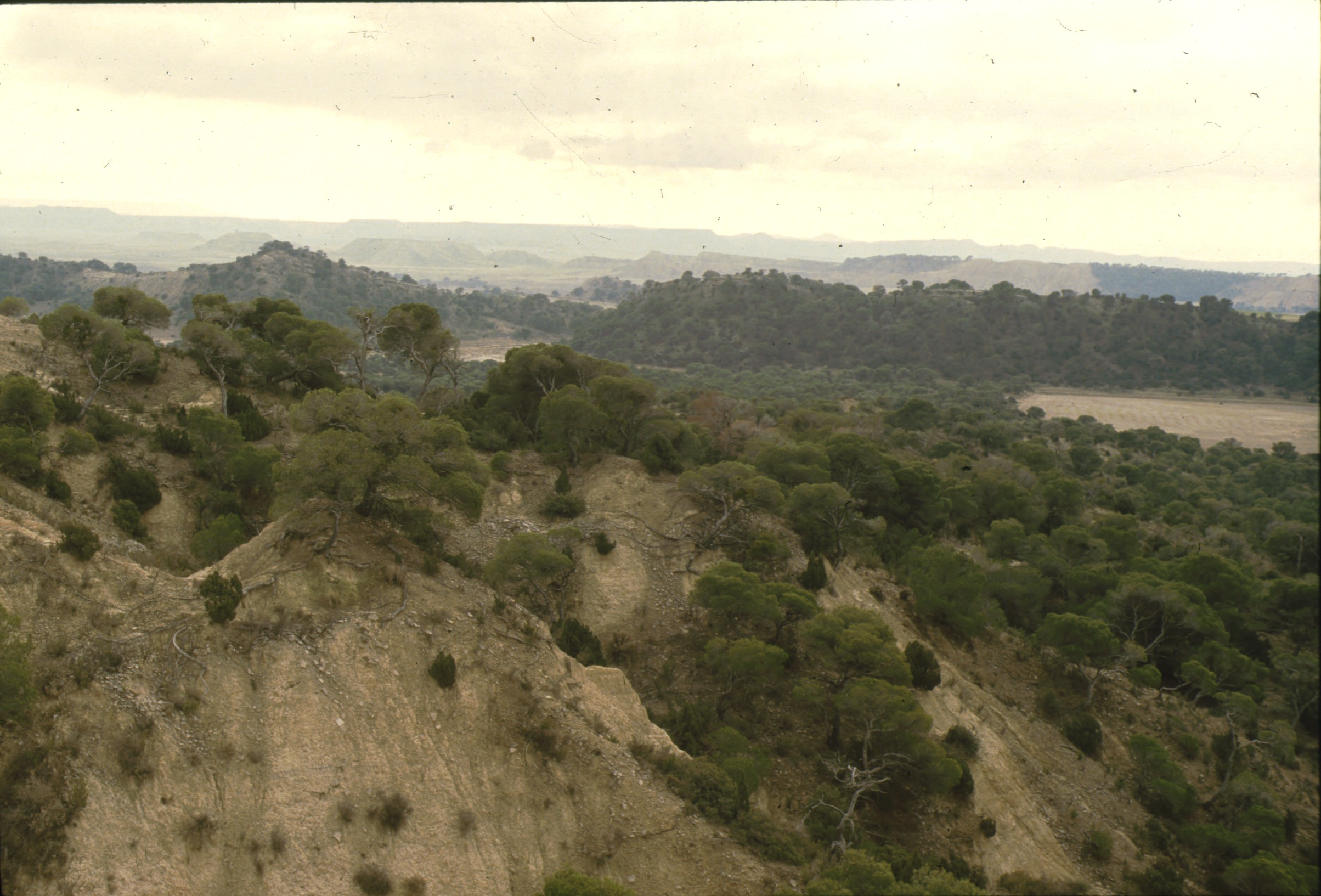 vedado_eguaras_bardenas_45.jpg